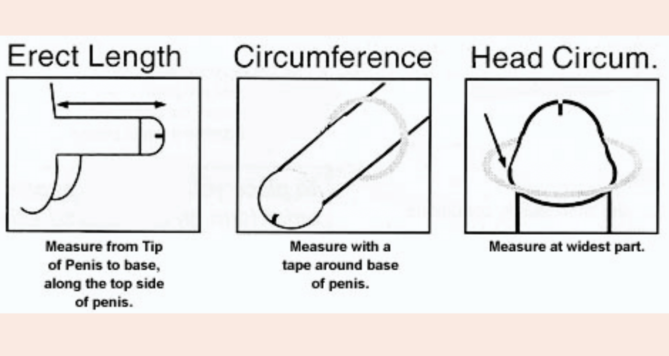 Penis Size Measuring Picture - How to Properly Measure Erect, Flaccid Penis and Circumference