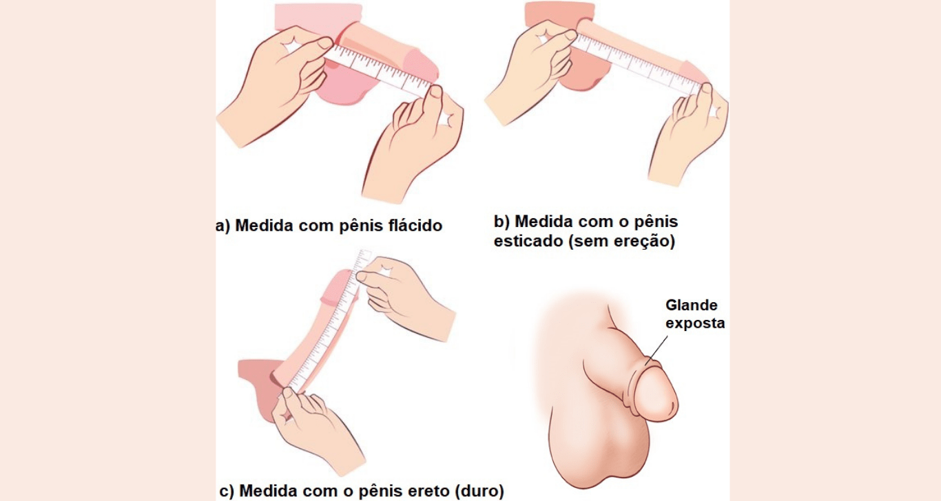 Imagem com medição de pênis - como fazer as medições corretas do pênis